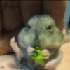gerbalandbrocolli.gif